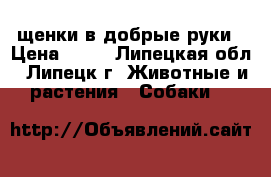 щенки в добрые руки › Цена ­ 10 - Липецкая обл., Липецк г. Животные и растения » Собаки   